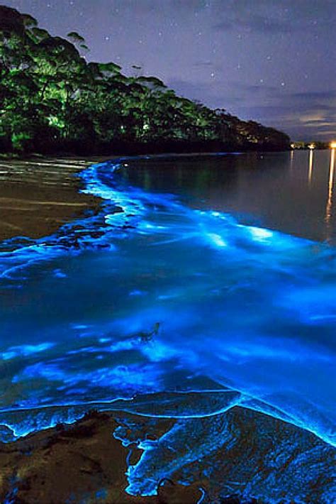 Top 10 Things To Do In Puerto Rico Puerto Rico Trip Bioluminescent