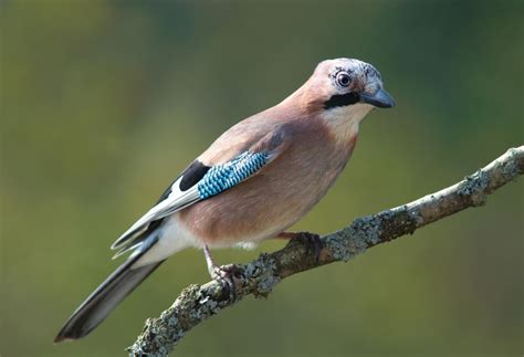 Птица с голубыми крыльями фото и название ареал обитания особенности