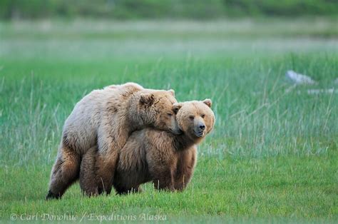 Bears Mating In Alaska Rpics
