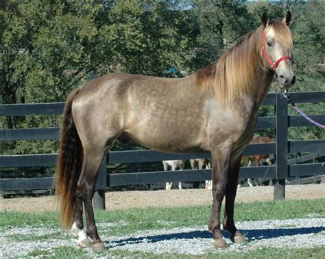 I highly dislike children, so it doesn't matter what gif you use it will not amuse me at all if it. Equine Color Genetics