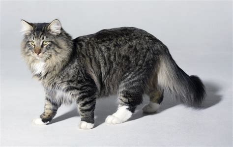 The norwegian forest cat is a sweet, loving cat. What is the Average Life Expectancy of a Norwegian Forest ...
