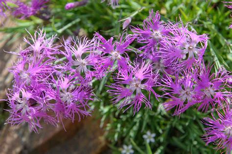 How To Grow And Care For Large Pinks Dianthus Superbus