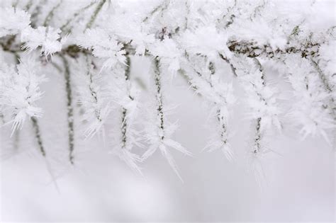 Wallpaper White Snow Branch Ice Frost Icicle Freezing Leaf