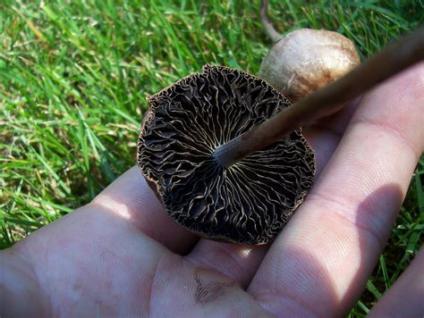 Panaeolus Cinctulus From Wa Mushroom Hunting And Identification
