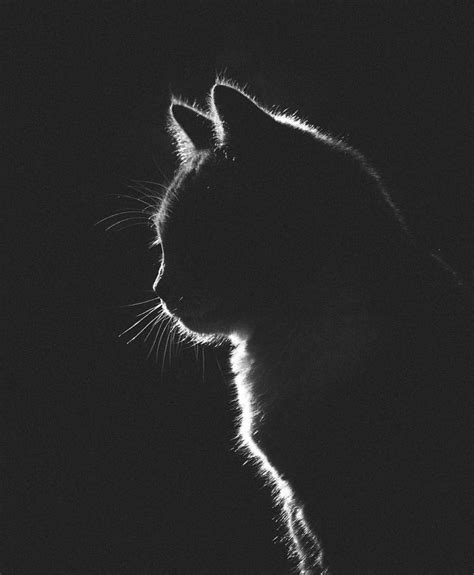 Pin By Marta Harrison On Ideas Cat Dark Black Cat Aesthetic Cat