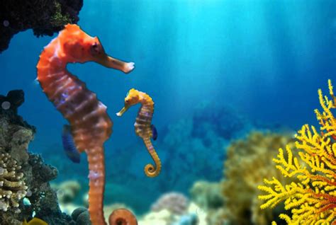 Save The Seahorses Campaign Possible Solutions Save Seahorses