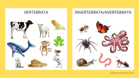 Klasifikasi Vertebrata Dan Invertebrata Ciri Peranan Dan Contoh