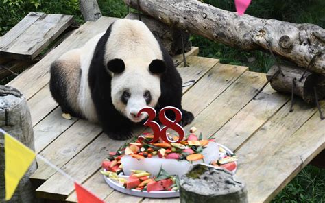 Worlds Oldest Captive Giant Panda Dies
