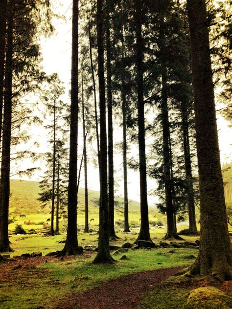 Magical Bellever Forest On Dartmoor Devon Bythedarttv Dartmoor