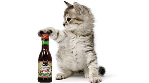 Never Drink Alone Again Because Now Theres Wine For Cats