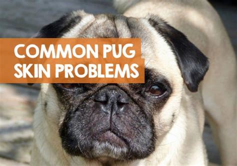 Pug Skin Problems Issues Allergies And Bumps How To Treat