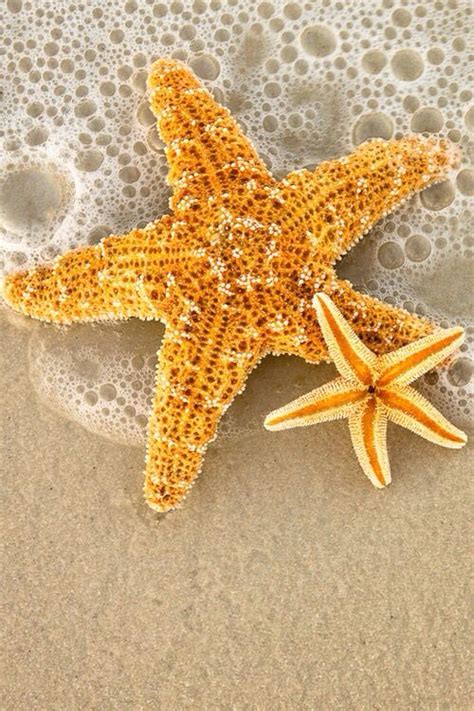 104 Best Starfish Images On Pinterest Starfish Shells And Clam Shells