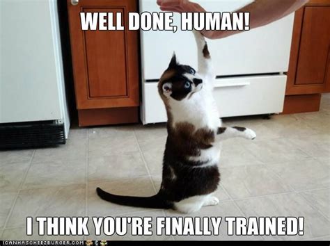 Well Done Human Cats Cradle High Five Funny People Veterinary Cats