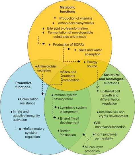 Main Beneficial Functions Of The Human Gut Microbiota Open I