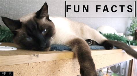 Fun Facts About Siamese Cats Youtube