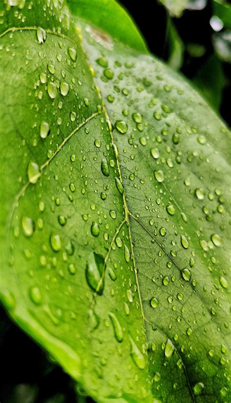 Droplets On Leaves Pixahive