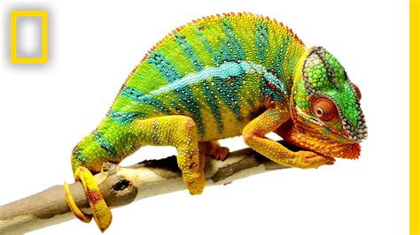 Beautiful Footage Chameleons Are Amazing National