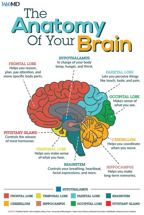 Infographic The Anatomy Your Brain Medical Student Study Brain