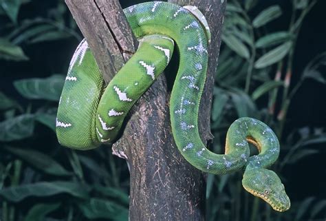 Emerald Tree Boa Emerald Tree Boa Types Of Snake Snake