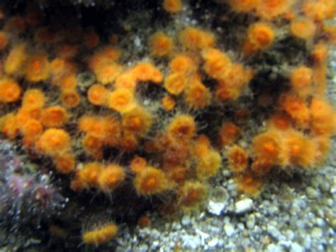 Orange Cup Coral Balanophyllia Elegans Jean Flickr