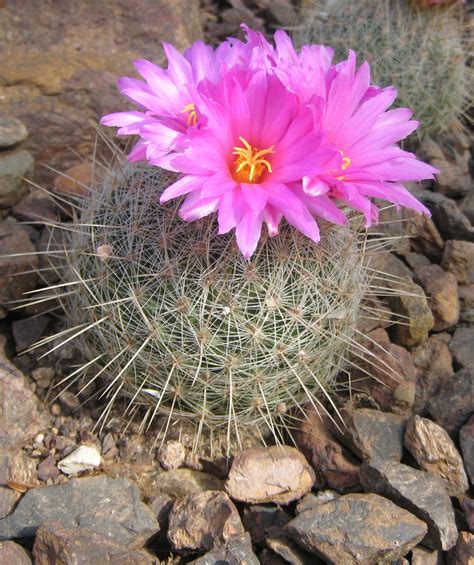 Blooming Cactus Free Stock Photo Public Domain Pictures