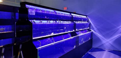 Sumps Custom Aquariums Retail Displays