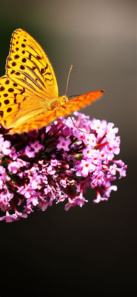 Fritillaries Wallpaper 4K, Butterfly, Yellow, Pink Flowers, Selective