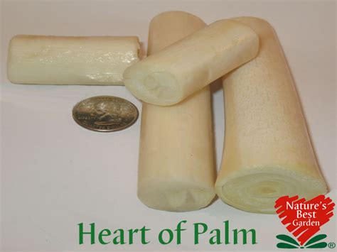 nbg heart of palm