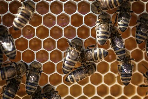 World Bee Day 2020 How Beekeepers Can Ensure Longer And Healthier Lives
