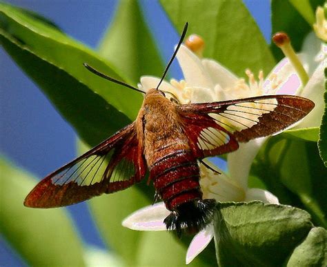 Hummingbird Clearwing Moth Photograph By Myrna Bradshaw Pixels