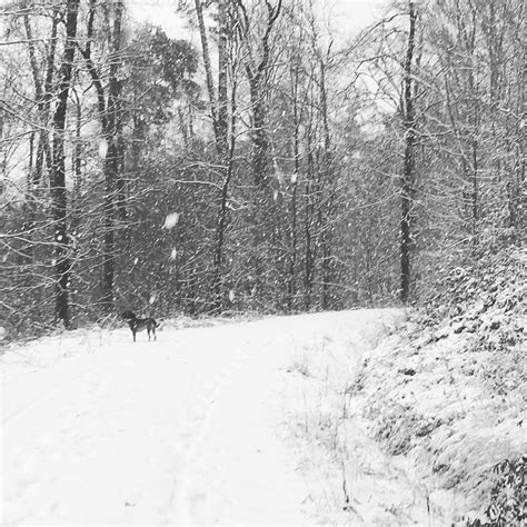 Walk Through The Snow Beautiful Winter Scenes Winter
