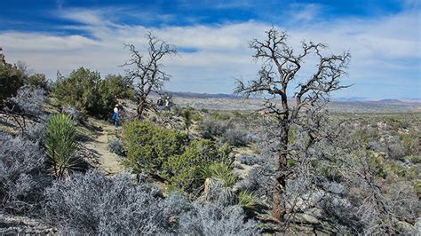 Black Rock Area In Joshua Tree Backroadswest Trips Blog