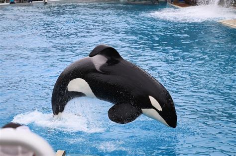 Killer Whales In Captivity The Current State Of Orca Captivity