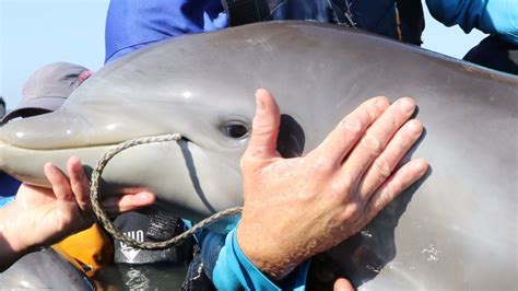 Dolphin Dangers On Rise In Brevard Countys Indian River Orlando Sentinel