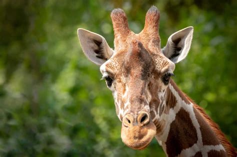 Giraffe Giraffa Camelopardalis Lifestyle Diet And More