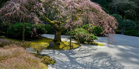 Cherry Blossom Update March 28 2019 Portland Japanese Garden