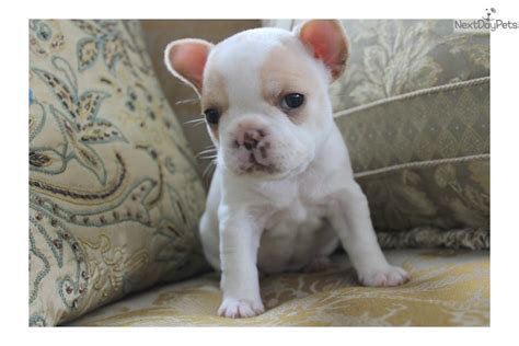 They are all 10 weeks french bulldog puppies that have been home trained, house broken and have become excellent family companions. French Bulldog puppy for sale near Boston, Massachusetts ...