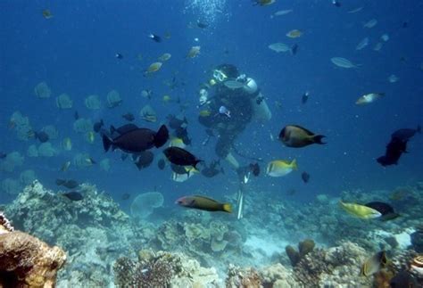 Top 6 Dive Sites In Cebu Philippines • Travel Tips