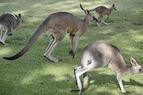 Study Shows Kangaroos Actually Can Communicate With Humans Watch Video