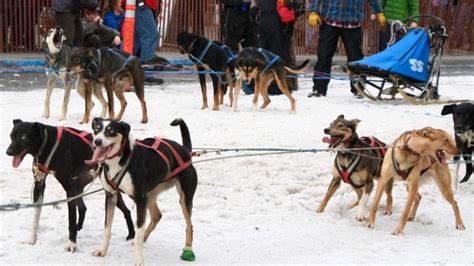 What Do The Different Sled Dog Breeds Have In Common Breeds