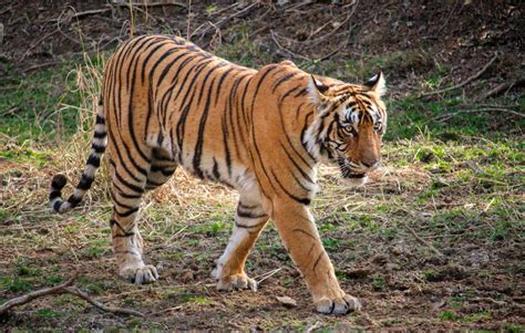 The Conundrum Of Human Tiger Conflict In India Wildlife Sos