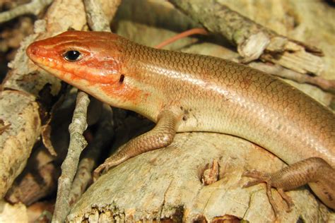 Maryland Biodiversity Project Broad Headed Skink Plestiodon Laticeps