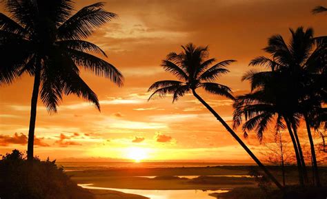 Sur la plage de l'espiguette, on l'attend et quand il arrive on est rarement déçu. Plage tropicale Coucher de Soleil Palmiers Poster Mural ...