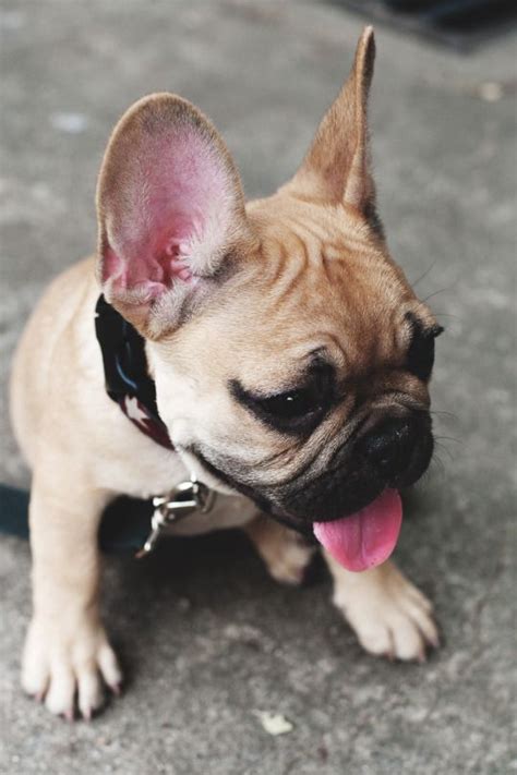 French Bulldog Puppies Hypoallergenic Pets Lovers