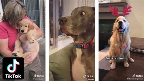 Tiktok Dogs Doing Things Funny Tik Tok Puppies Best Compilation