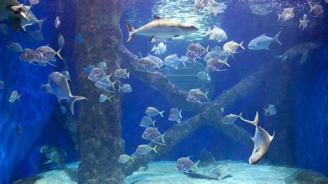 Visit Virginia Aquarium And Marine Science Center In Dam