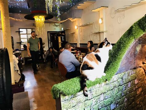 What Is A Cat Cafe Katzenworld