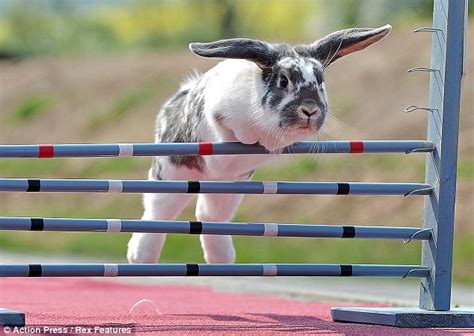 this post has photos of show jumping rabbits dadequate