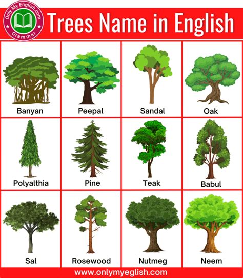 50 List Of All Trees Name In English With Pictures Onlymyenglish