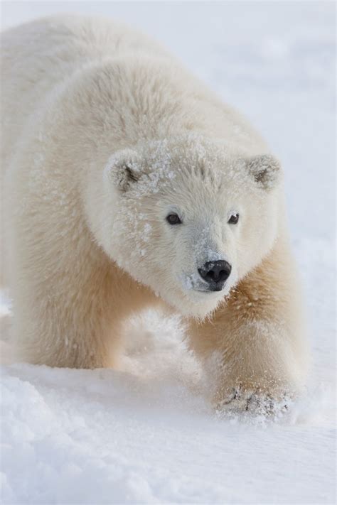 Alaska Polar Bear Photography By Hugh Rose Photography